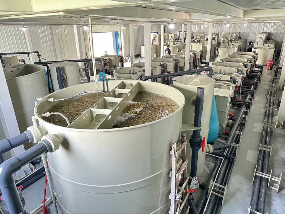 Indoor RAS facility with multiple treatment tanks and connected water circulation pipework