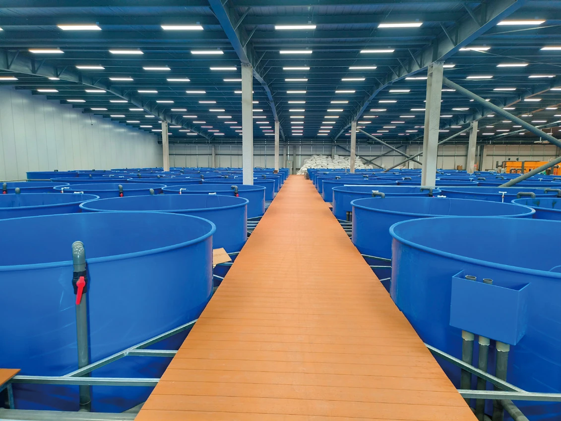Delivered mandarin fish hatchery RAS facility with rows of blue rearing tanks in Changzhou