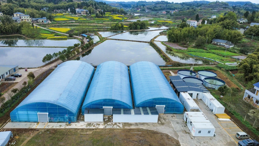 Delivered enclosed whiteleg shrimp RAS farming facility in Chongqing
