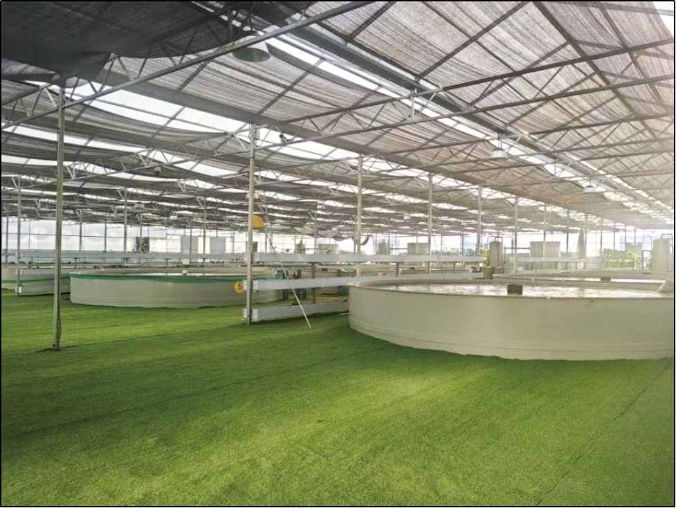 Delivered largemouth bass RAS facility with multiple commercial culture tanks in Xinjiang